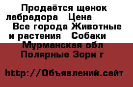 Продаётся щенок лабрадора › Цена ­ 30 000 - Все города Животные и растения » Собаки   . Мурманская обл.,Полярные Зори г.